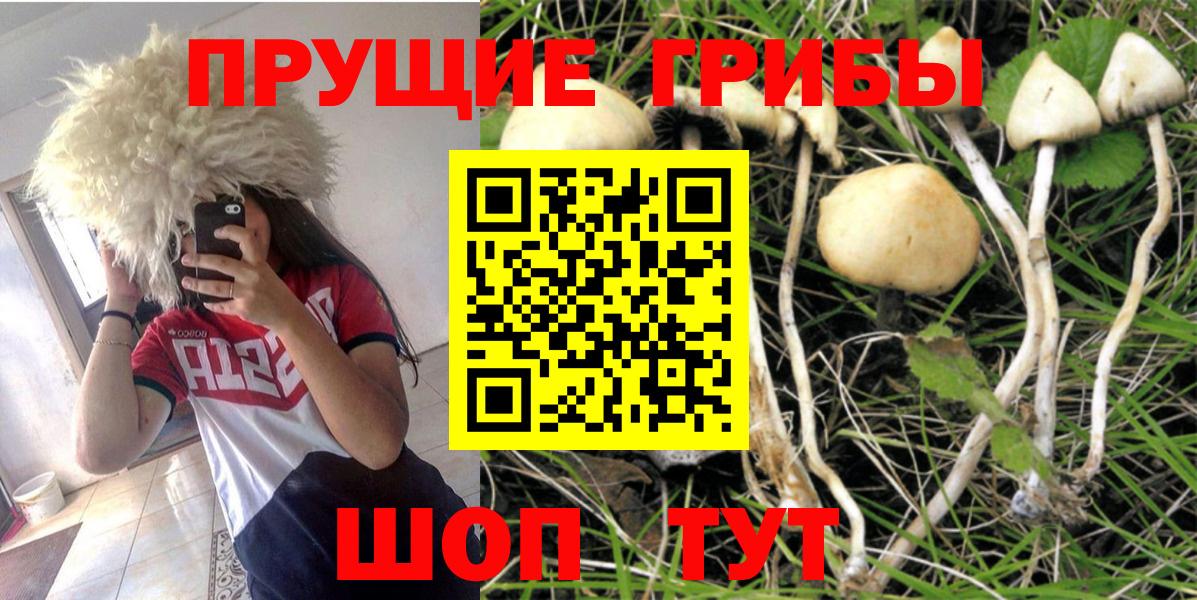 Назарово  Галлюциногенные грибы Cubensis  Вход с VPN 